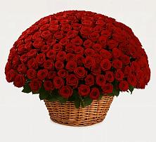 251 Премиум красная роза в Химках Премиум букет из: Розы в Химках